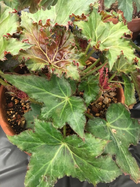 B. ‘Lido’